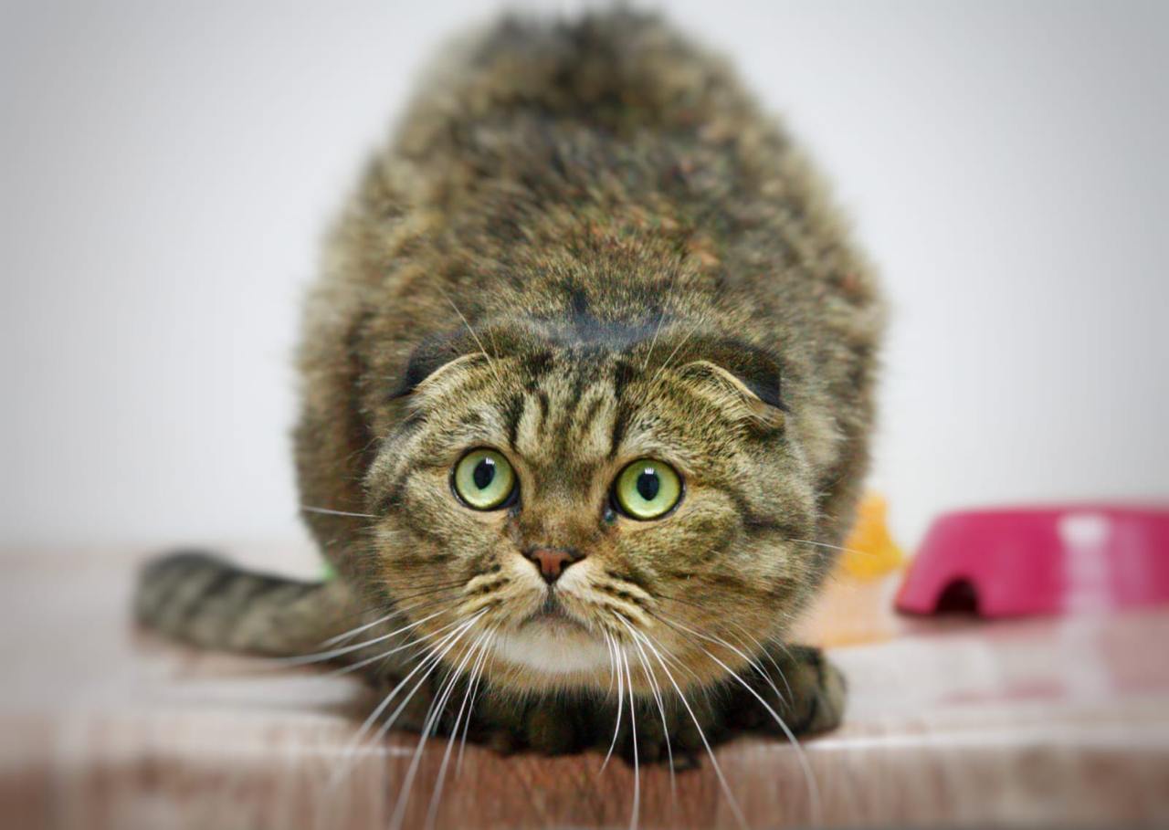 кошка, животные, фото Доринвест