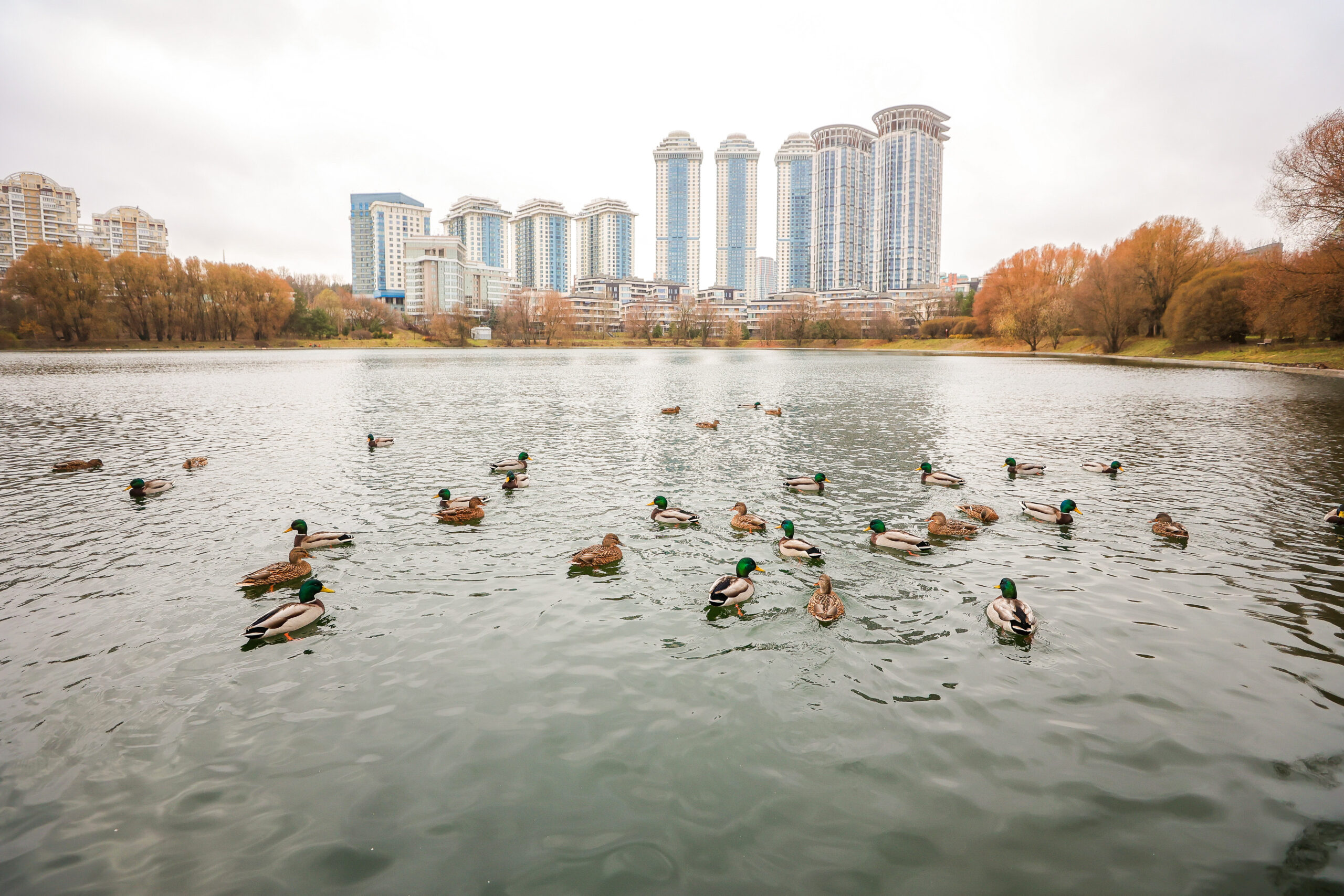 Мосфильмовский пруд, фото КГХ