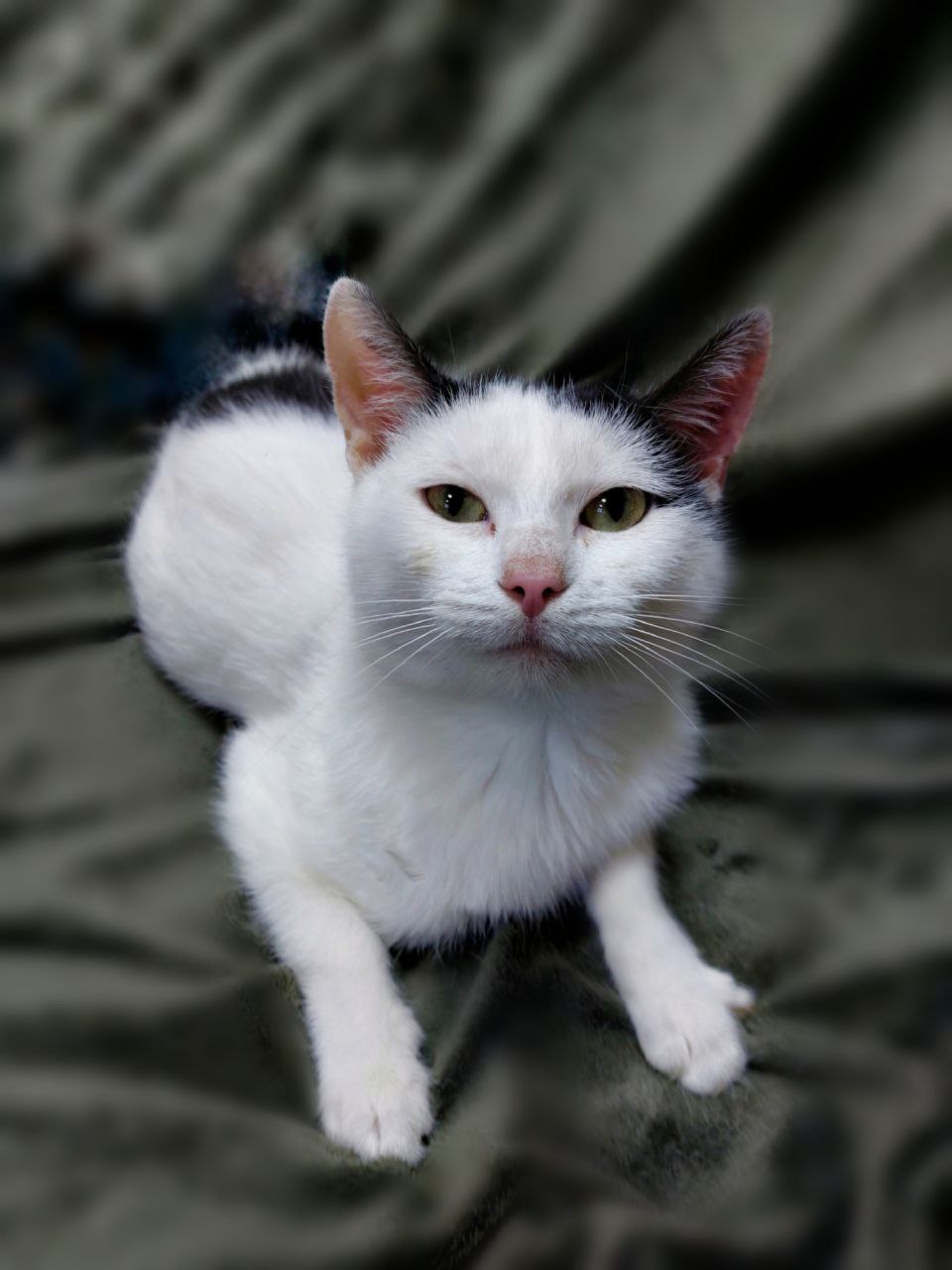 кошка, животные, фото Доринвест