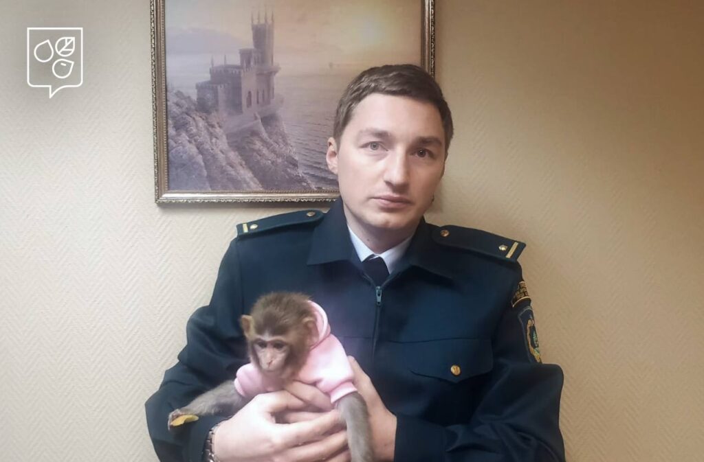 обезьяна, фото ДПиООС