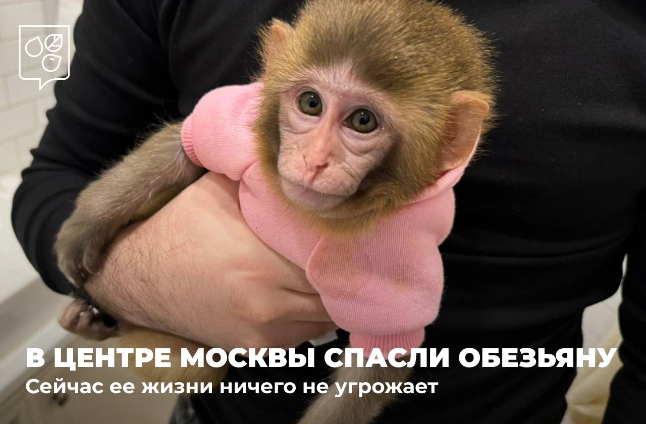 обезьяна, фото ДПиООС