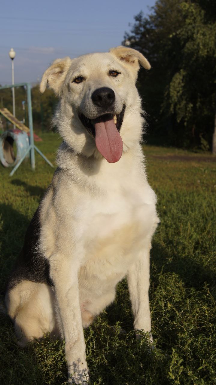 собака, животные, фото Доринвест