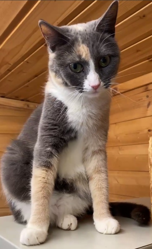 кошка, животные, фото Доринвест