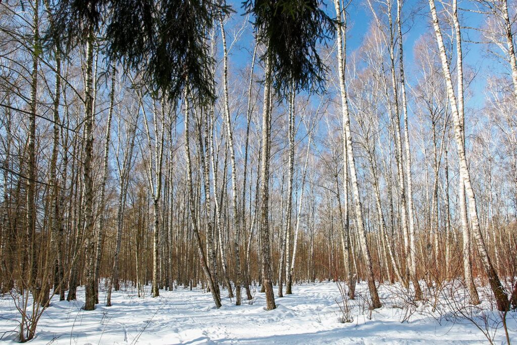 парк Битцевский лес, фото ДПиООС