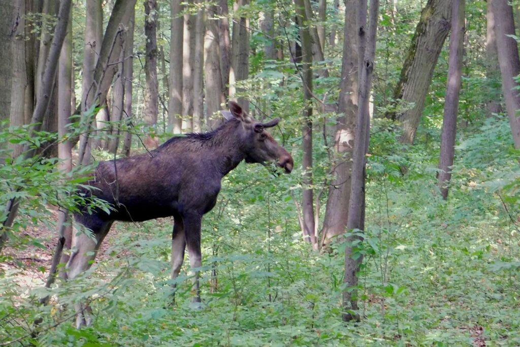 лось, животные, фото ДПиООС