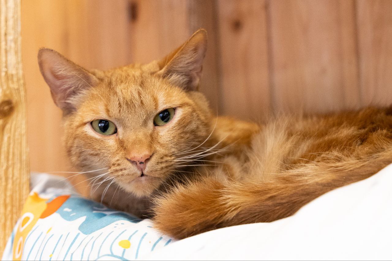 кот, животные, фото Доринвест