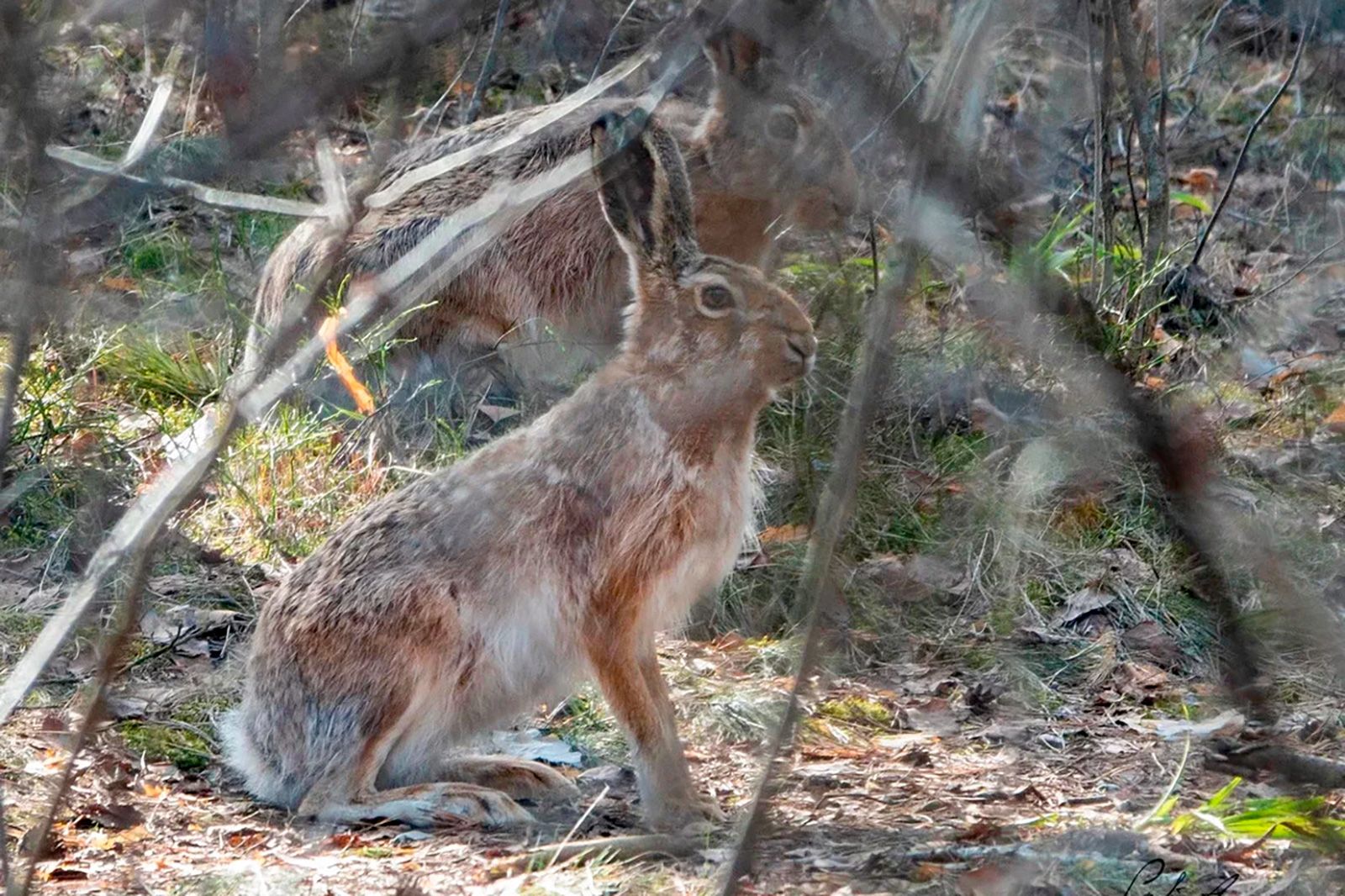 заяц-русак, животные, фото mos.ru