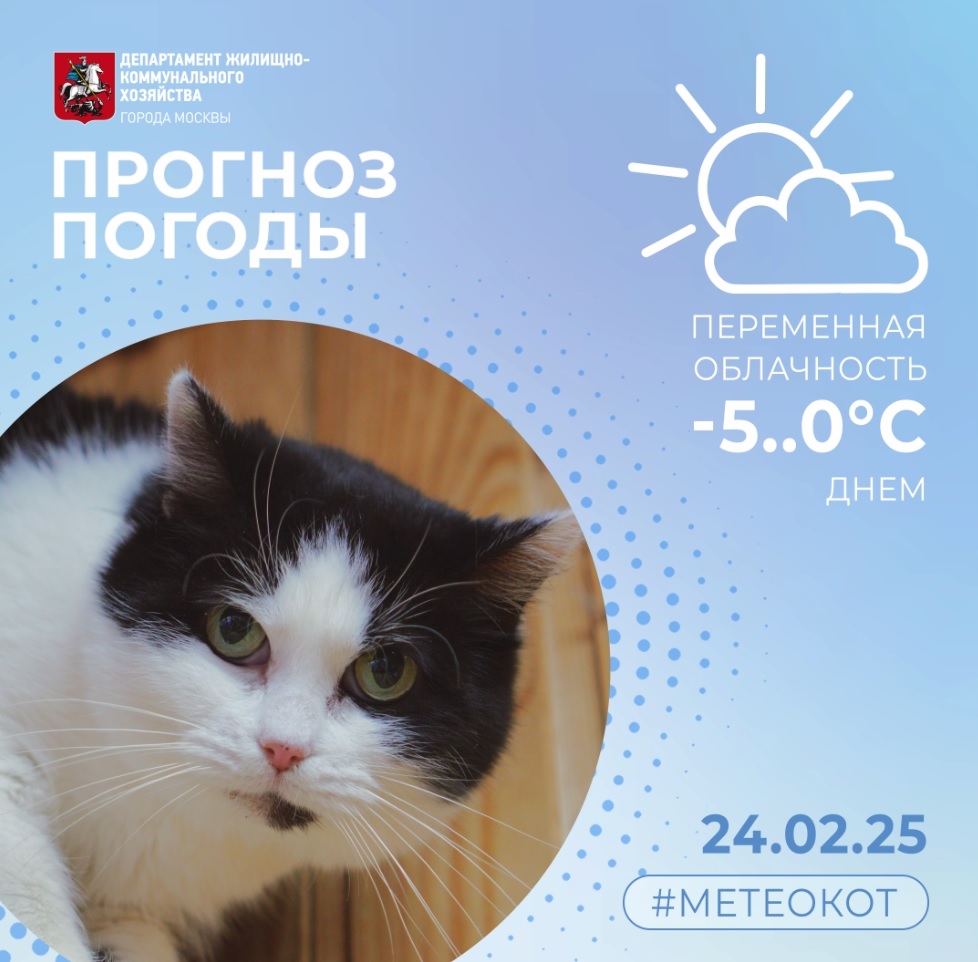 кошка, фото Доринвест
