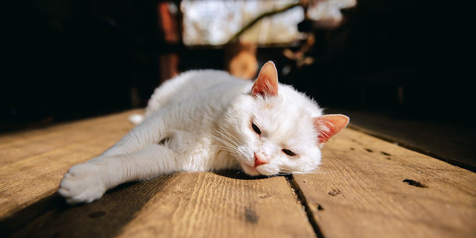 кошка, животные, фото mos.ru