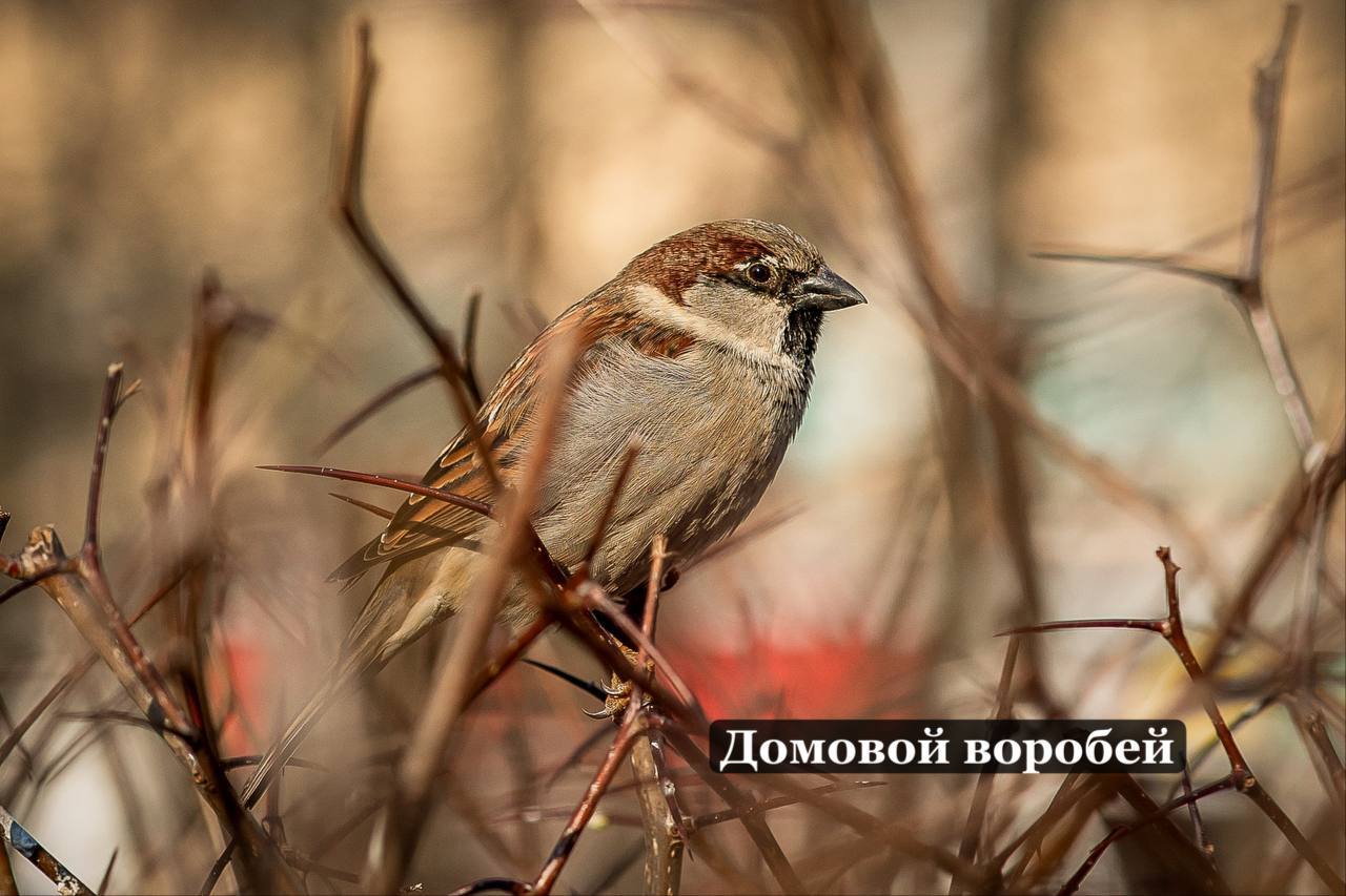 воробей, птицы, фото экоцентр Яуза