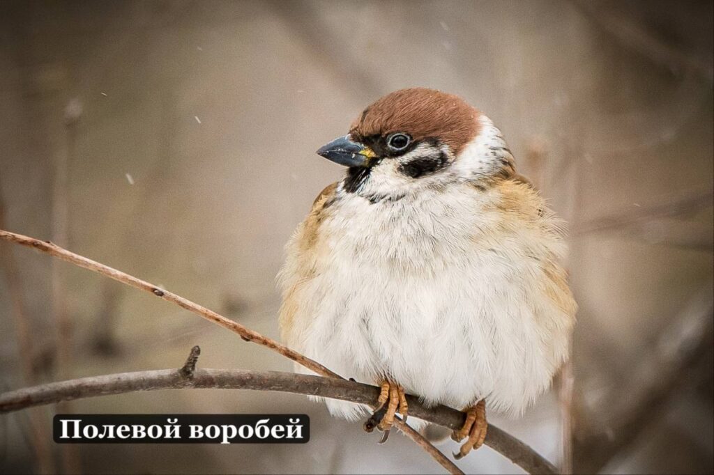 воробей, птицы, фото экоцентр Яуза