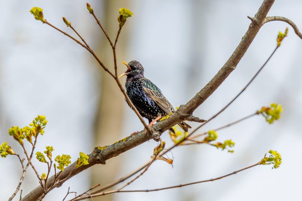 скворцы, птицы, фото ДПиООС