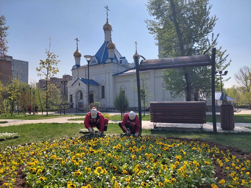 высадка цветов, виола, фото Яна Маевская