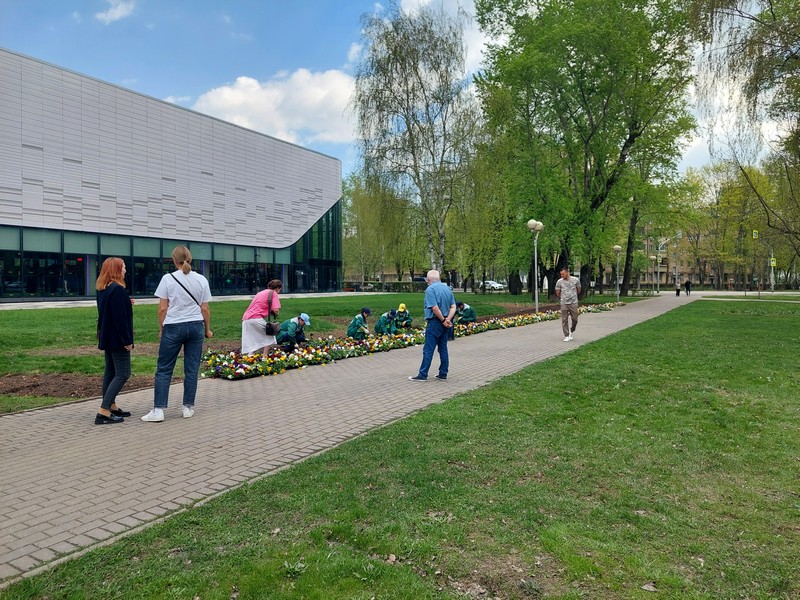 высадка цветов, виола, фото Яна Маевская