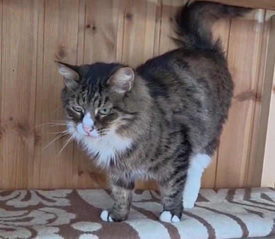 кот, животные, фото Доринвест