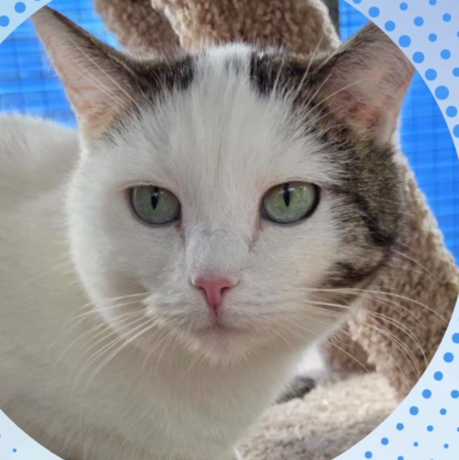 кошка, животные, фото Доринвест