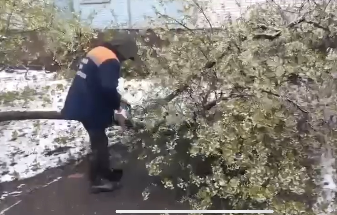упало дерево, фото КГХ