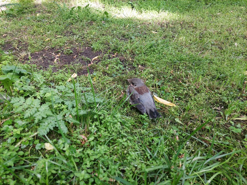 дрозд, птицы, фото Яна Маевская
