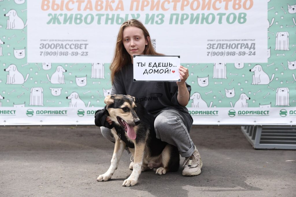 собака, животные, фото КГХ
