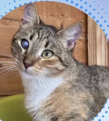 кошка, животные, фото Доринвест