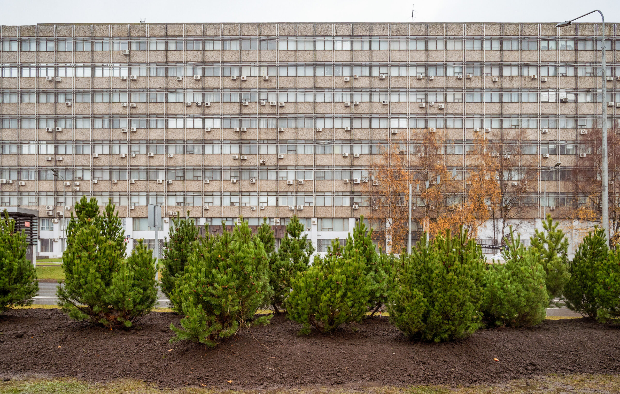 деревья, высадка деревьев, фото КГХ