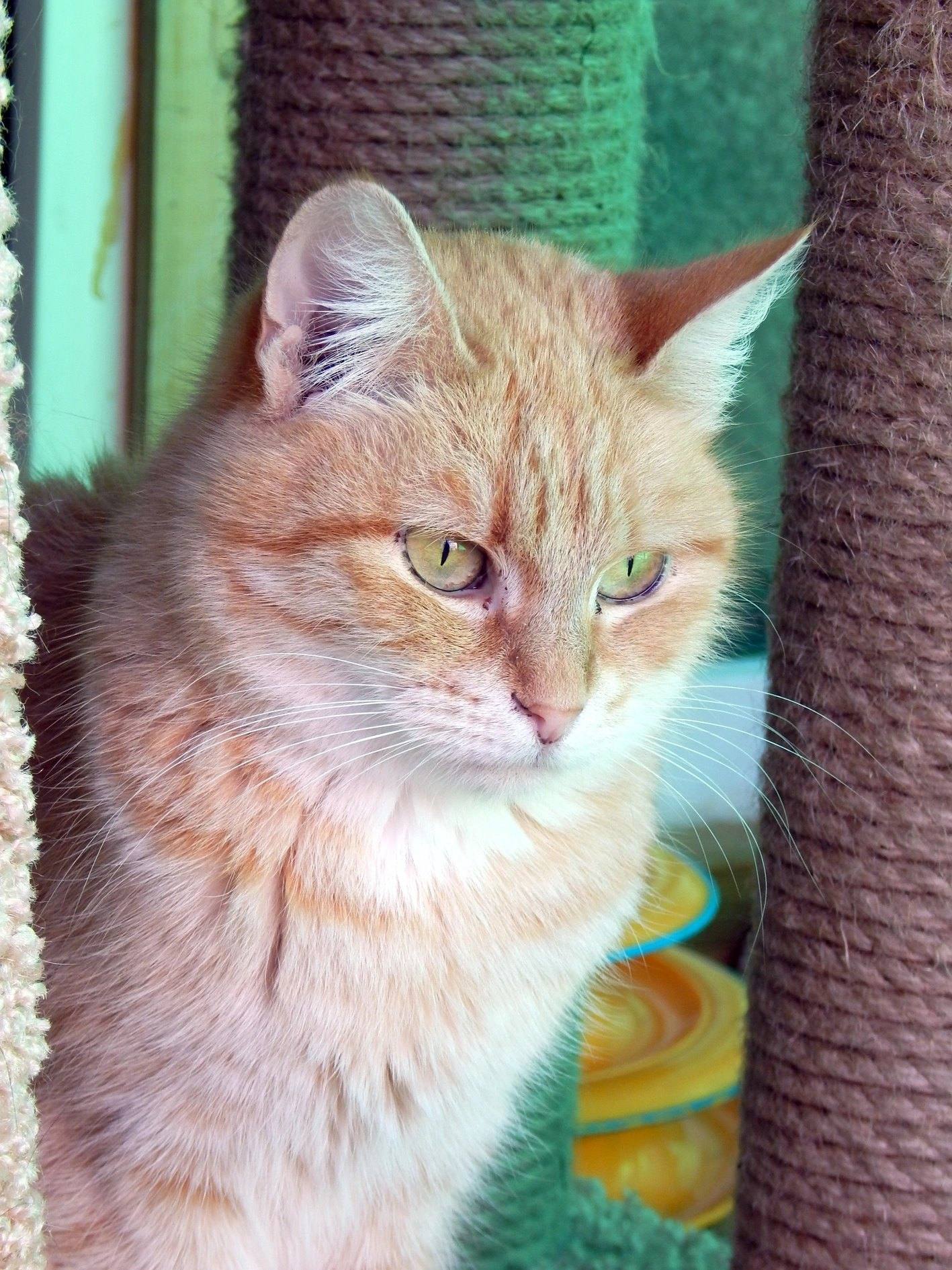 кошка, животные, фото Дориневст