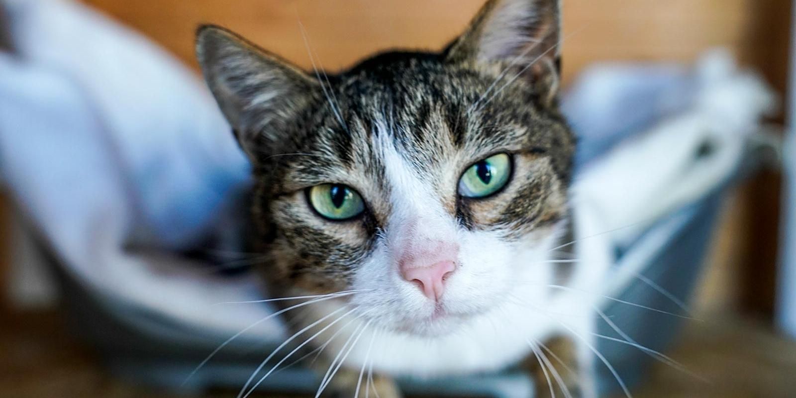 кошка, фото КГХ