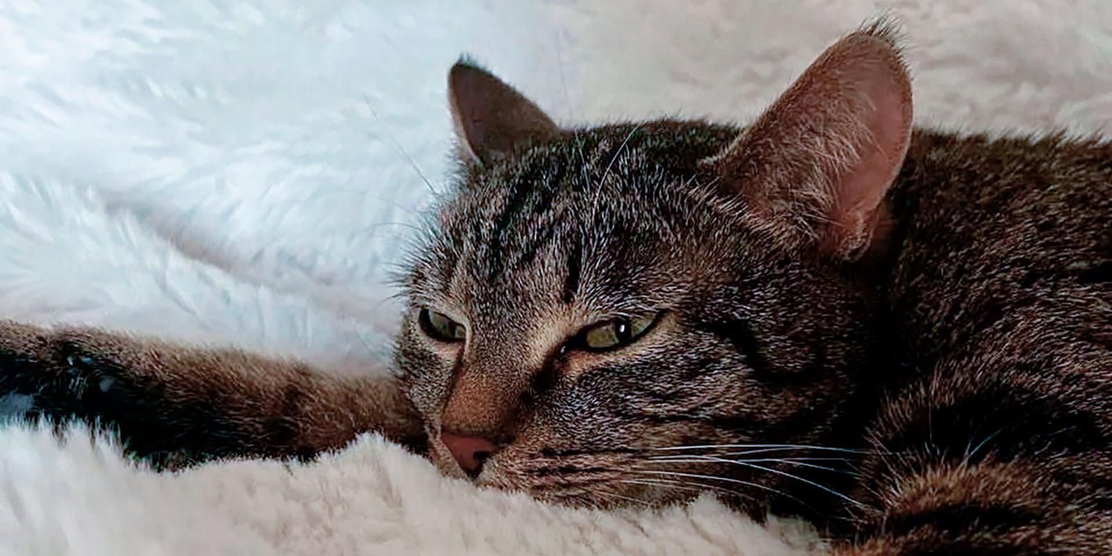 кошка, животные, фото КГХ