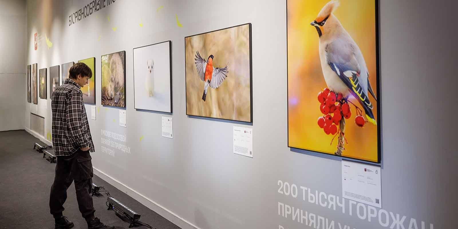 Золотая черепаха, фото ДПиООС