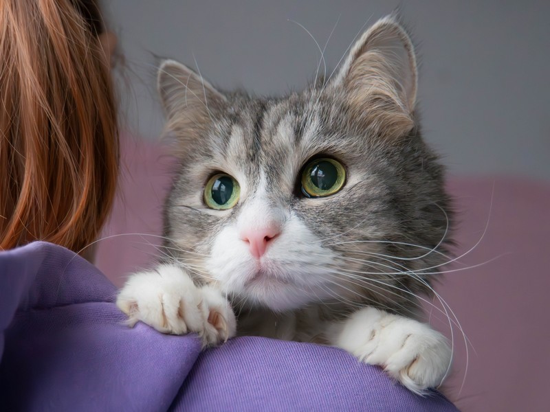 кошка, животные, фото Доринвест