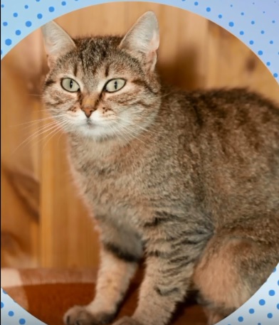 кошка, животные, фото Доринвест