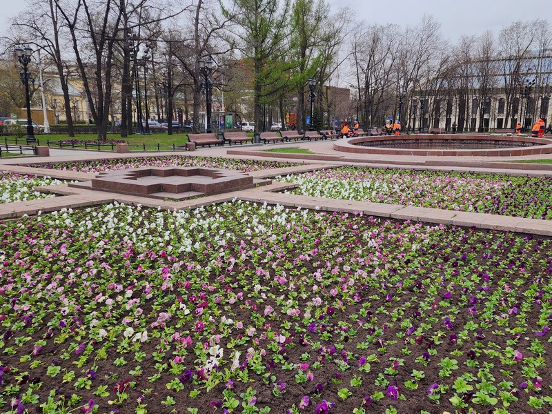 виолы, цветы, высадка цветов, озеленение, фото Юлия Смагринская
