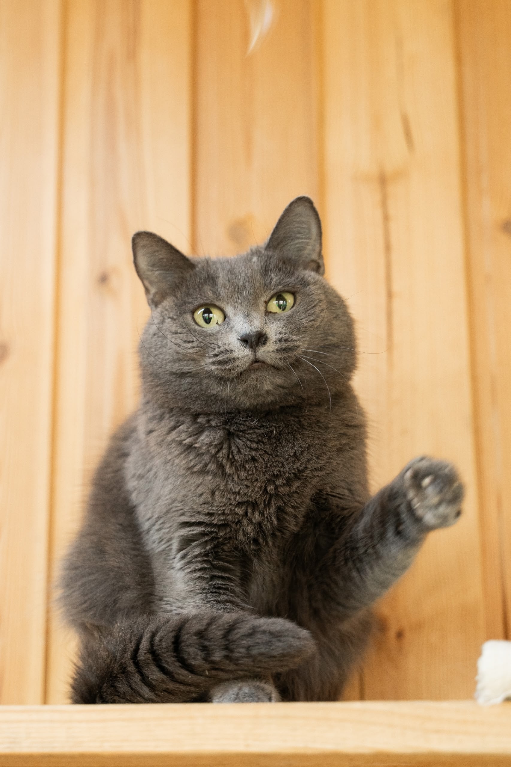 кошка, животные, фото Доринвест