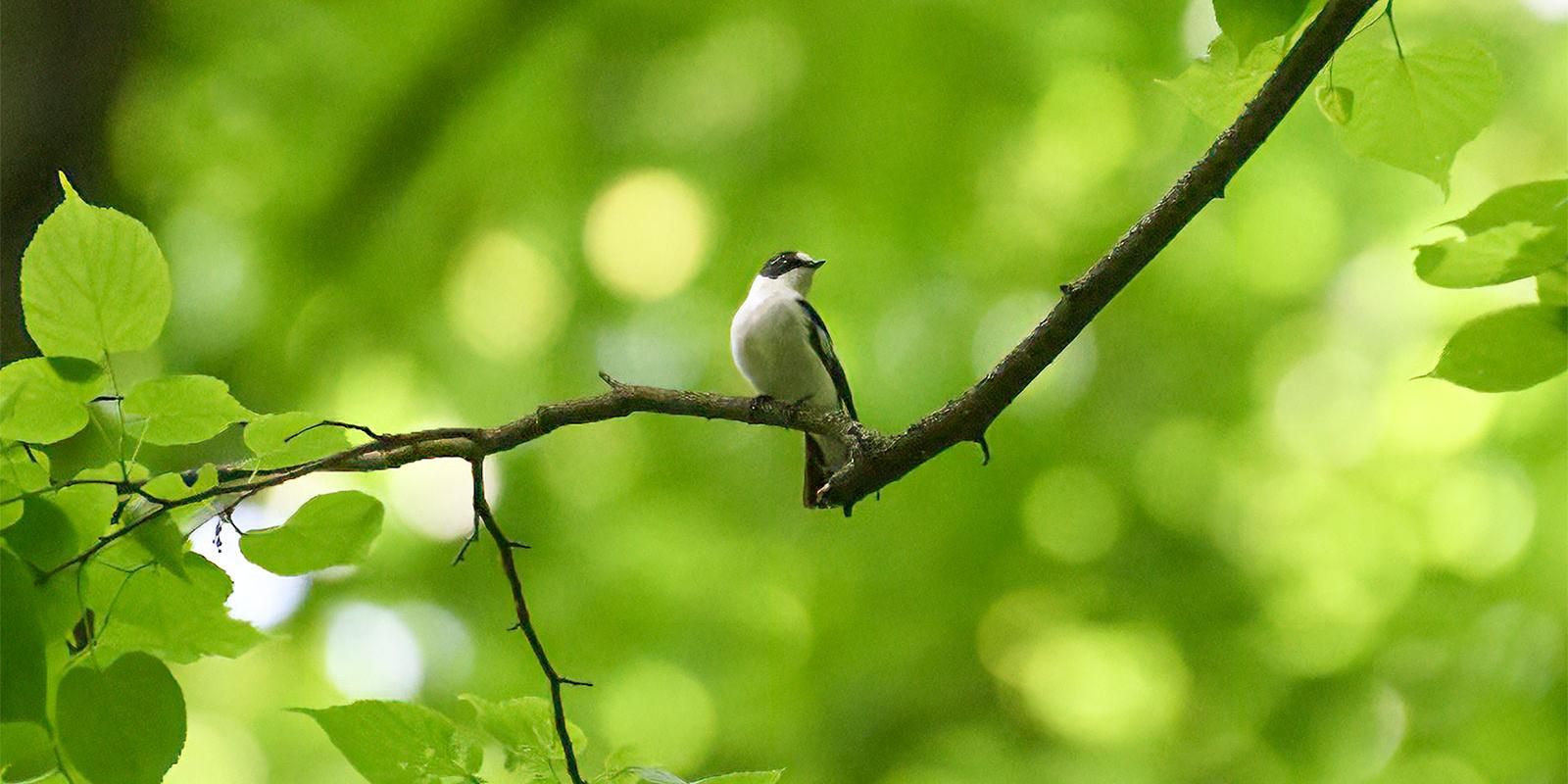 Мухоловка-белошейка , птицы, фото ДПиООС