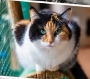 кошка, фото Доринвест