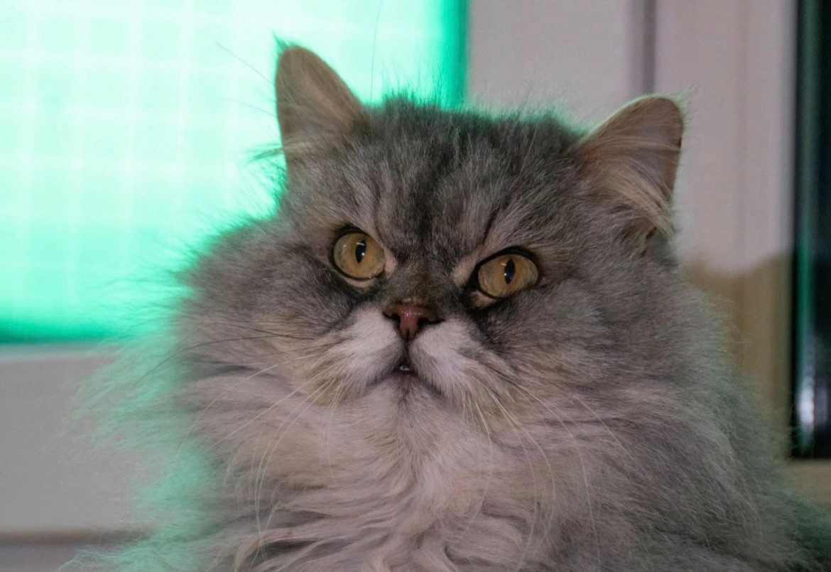 кот, животные, фото Доринвест