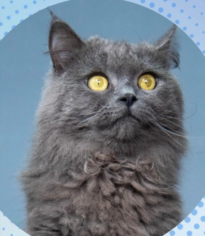 кот, животные, фото Доринвест