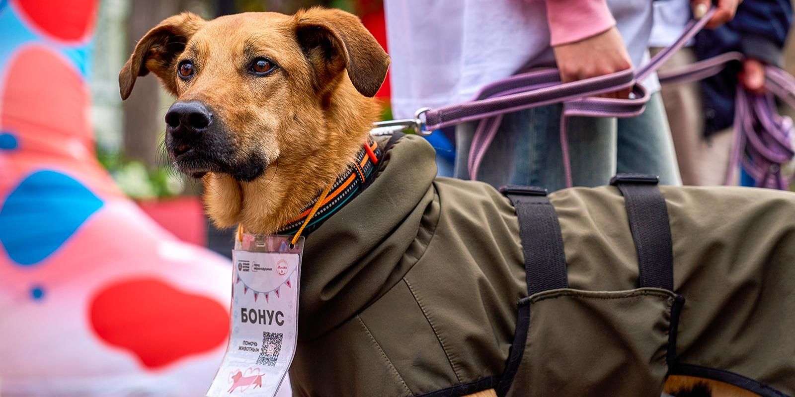 собака, животные, фото mos.ru