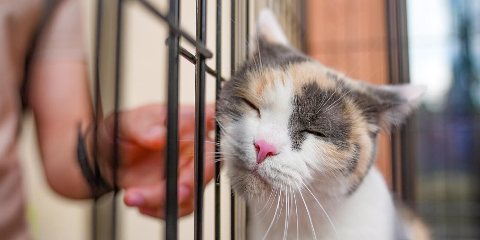 кошка, фото КГХ