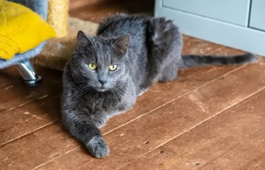 кот, животные, фото Доринвест
