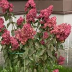Любимый цветок московских дворов: готовим гортензию к зиме