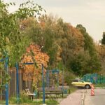 Зачем деревья сбрасывают кору?