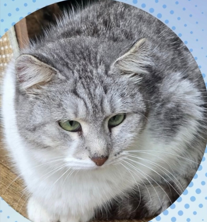 кошка, животные, фото Доринвест